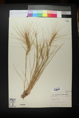 Elymus elymoides subsp. elymoides image