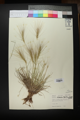 Elymus elymoides subsp. elymoides image