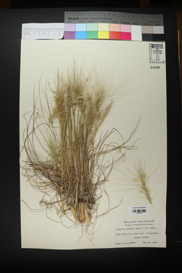 Elymus elymoides subsp. elymoides image