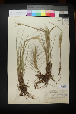 Elymus elymoides subsp. elymoides image