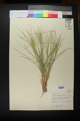 Elymus elymoides subsp. elymoides image