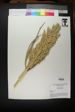 Sorghum bicolor image