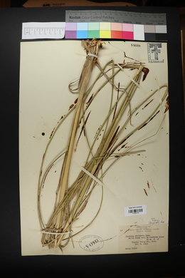 Spartina pectinata image