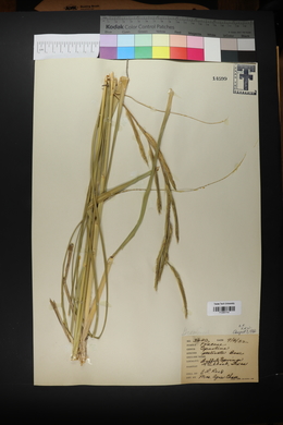 Spartina pectinata image