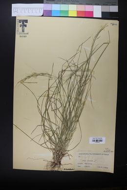 Stipa avenacea image