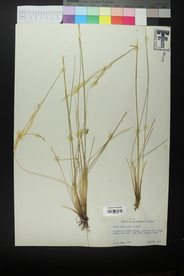 Hesperostipa comata image