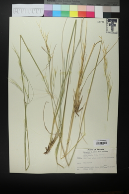 Hesperostipa comata subsp. comata image