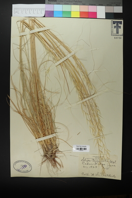 Hesperostipa comata image