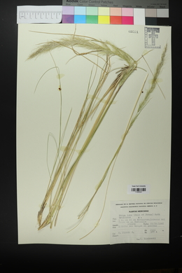 Stipa ichu image