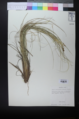 Hesperostipa neomexicana image