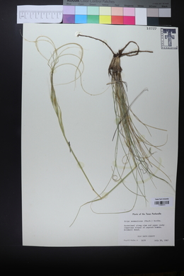 Hesperostipa neomexicana image