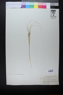 Hesperostipa neomexicana image