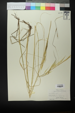 Hesperostipa spartea image