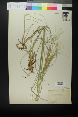 Hesperostipa spartea image