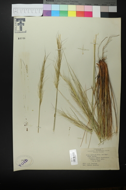 Pappostipa speciosa image