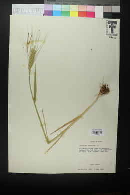 Triticum aestivum image