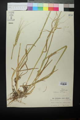 Triticum aestivum image