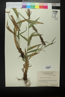 Urochloa fusca image