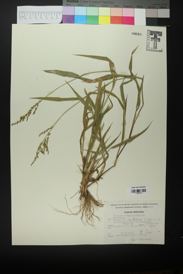 Urochloa fusca image