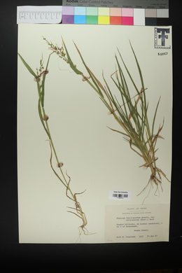 Urochloa fusca image