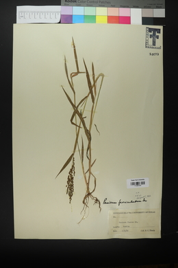 Urochloa fusca image