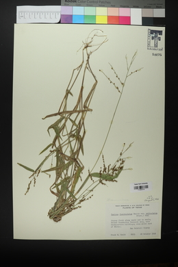 Urochloa fusca image