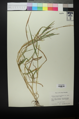 Urochloa fusca image