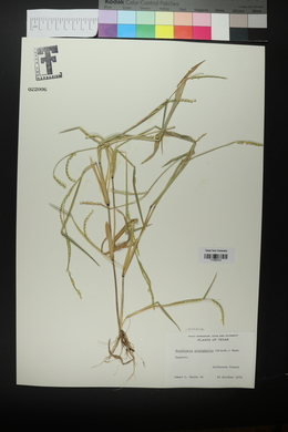 Urochloa platyphylla image