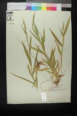 Urochloa texana image