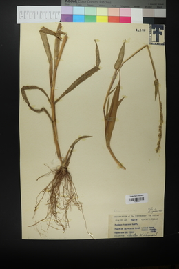 Urochloa texana image