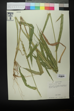 Urochloa texana image