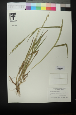 Urochloa texana image