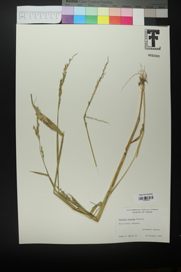 Urochloa texana image