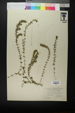 Elodea canadensis image