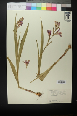 Gladiolus byzantinus image