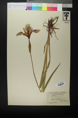 Iris virginica image