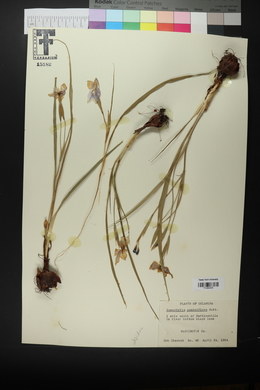 Nemastylis geminiflora image