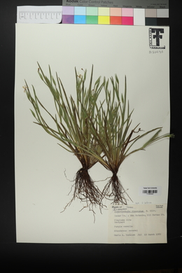 Sisyrinchium dimorphum image