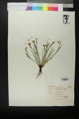 Sisyrinchium biforme image