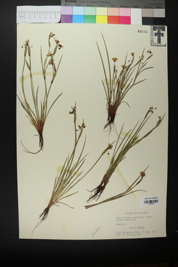 Sisyrinchium campestre image