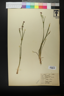 Sisyrinchium ensigerum image