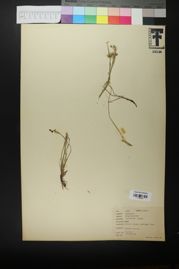 Sisyrinchium ensigerum image