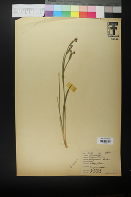 Sisyrinchium ensigerum image