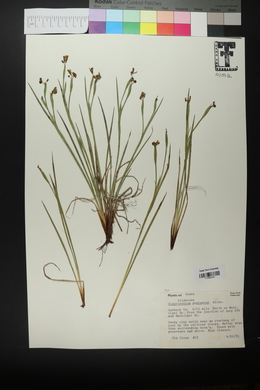 Sisyrinchium ensigerum image