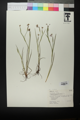 Sisyrinchium ensigerum image