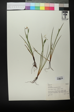 Sisyrinchium ensigerum image