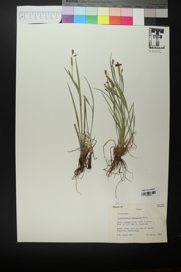 Sisyrinchium ensigerum image