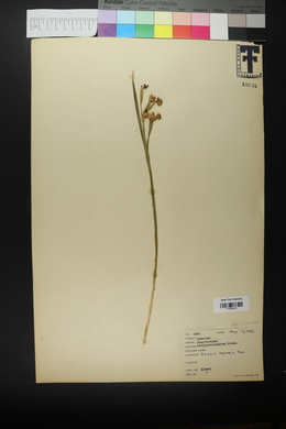 Sisyrinchium demissum image