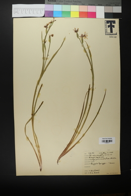 Sisyrinchium demissum image