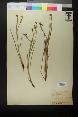 Sisyrinchium demissum image